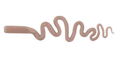 Borostix Coral Brown